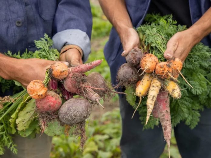 Wildflower Farms, Clay