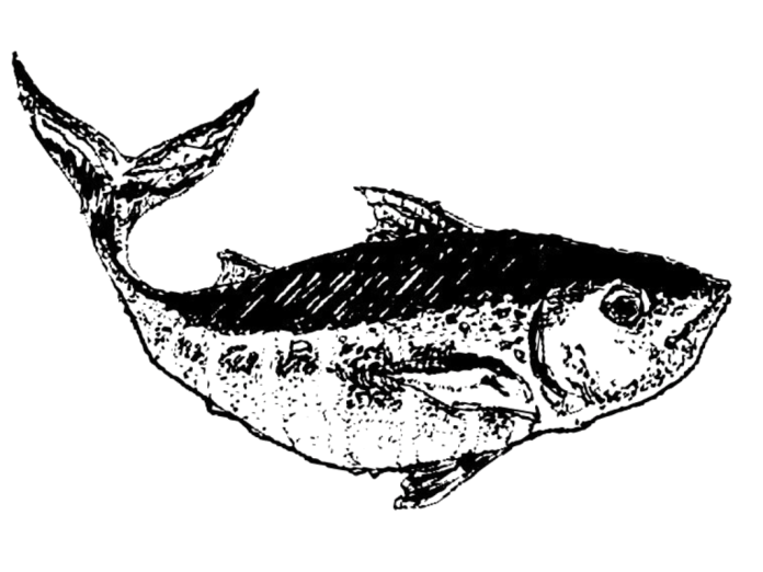 Kato’s Culinary Journey