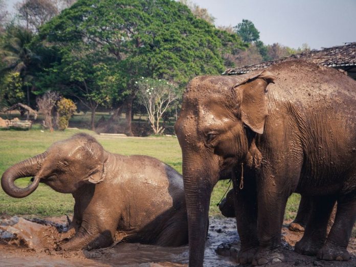 Exclusive Retreat Near Elephant Sanctuary in Thailand