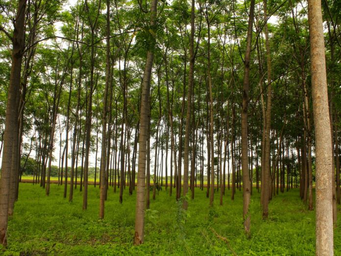 Nestlé Backs Large-Scale Reforestation in Brazil