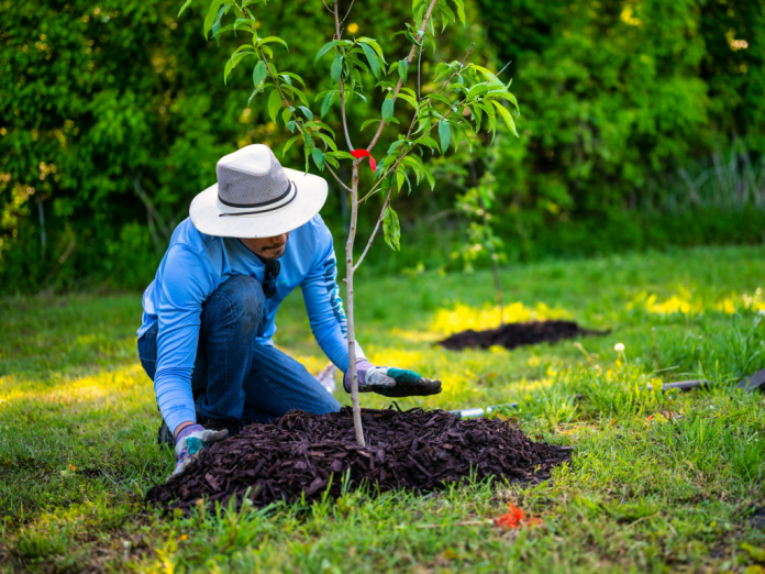 Carrier Pledges to Plant 5-Million Trees